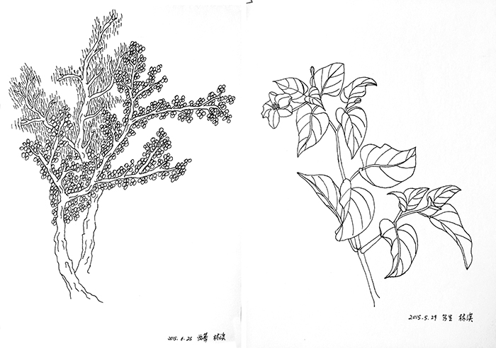 线描写生2植物 拷贝